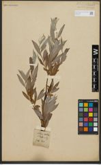 Foto von Salix alba L.